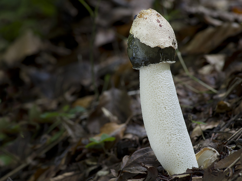 Phallus impudicus